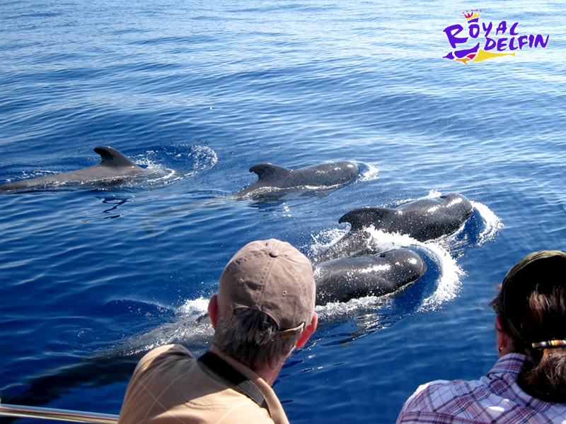 Catamarán Royal Delfín Tenerife Excursiones Tenerife